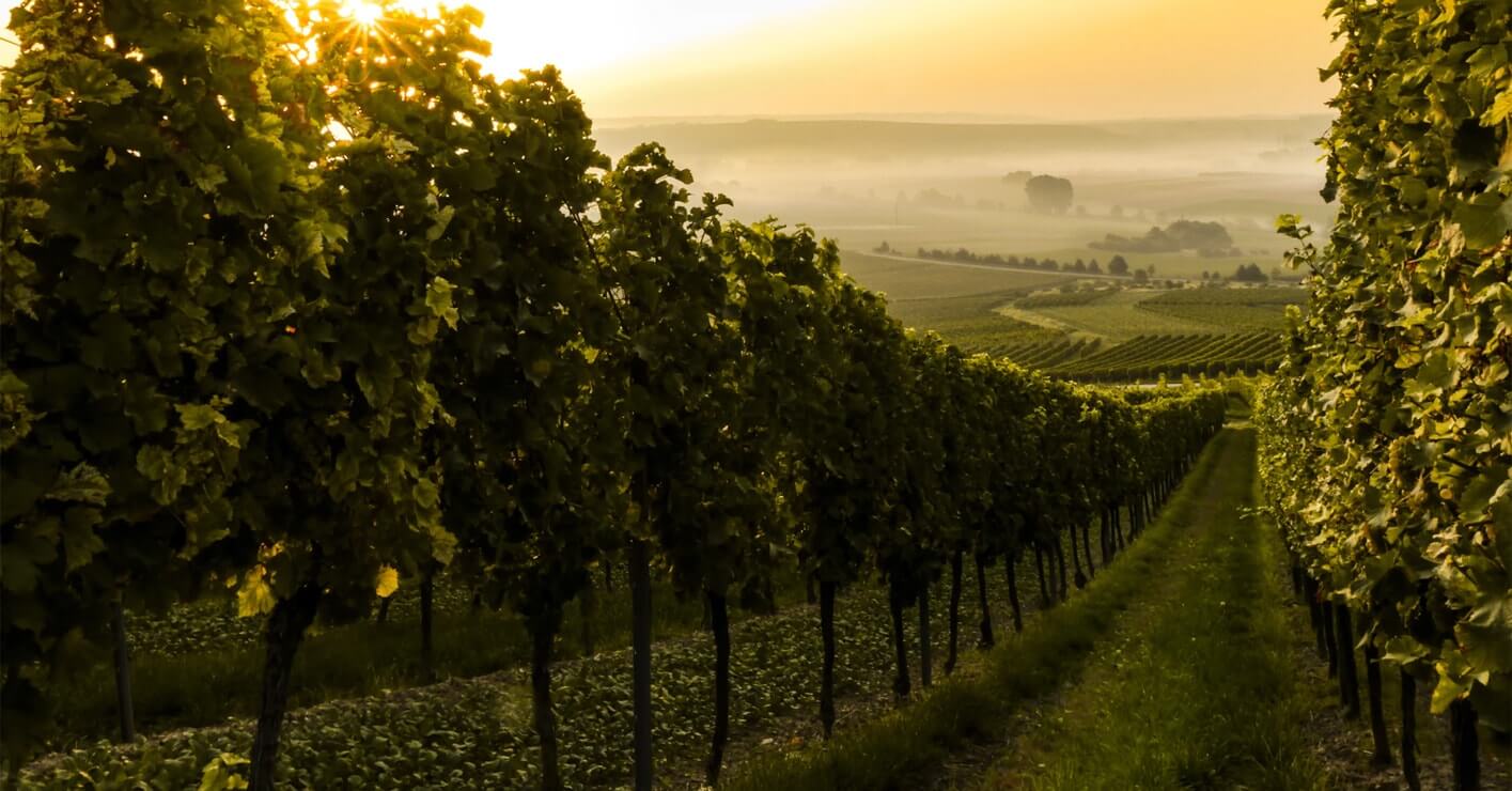 wine-dealu mare